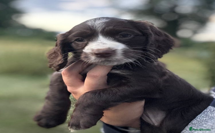 Cocker Spaniel dogs - Advert 10