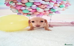 Miniature Dachshund dogs for sale: MINI CREAM DACHSHUND💥READY TO GO💥PRA CLEAR - Image 17