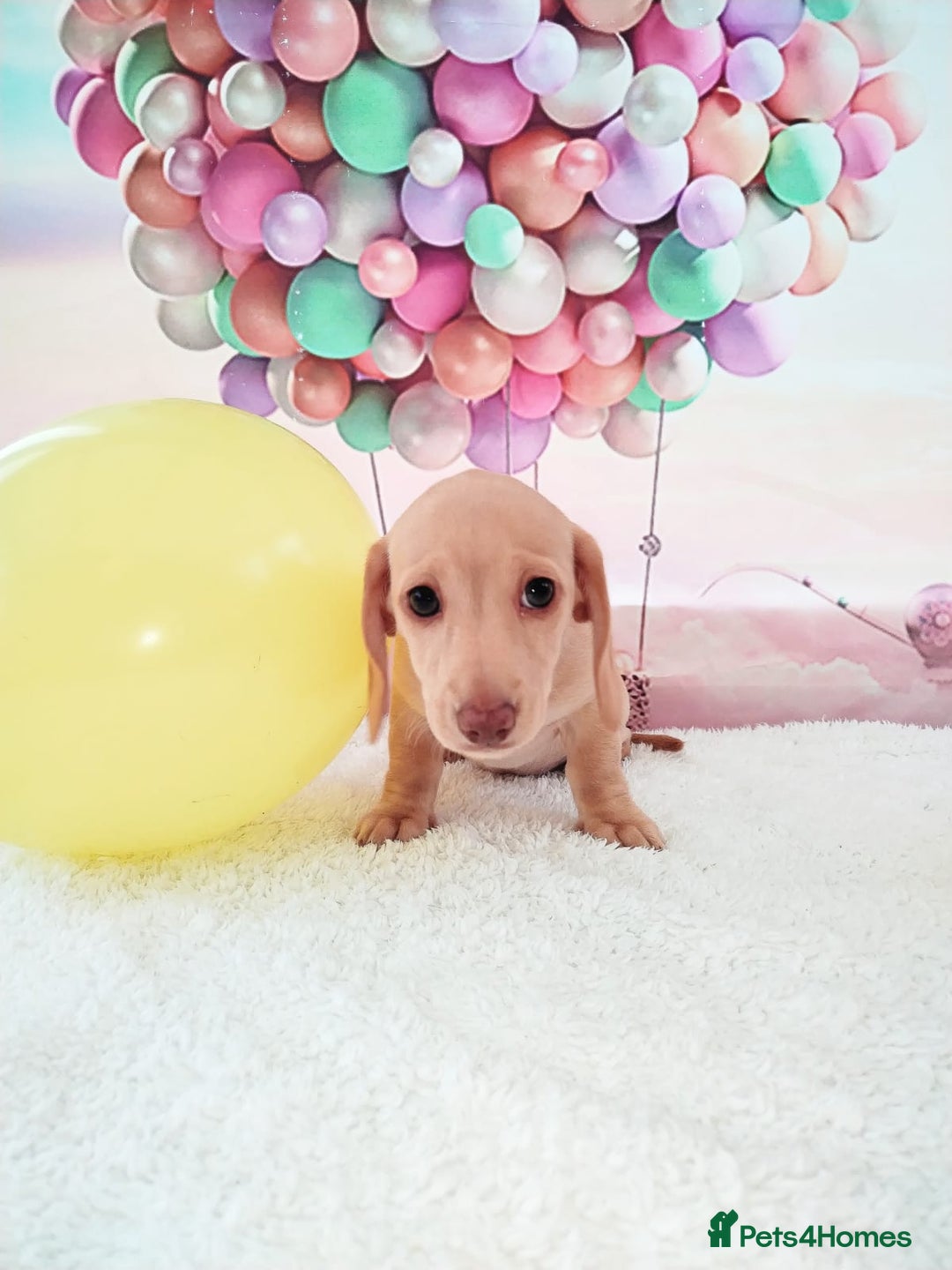 Miniature Dachshund dogs for sale: MINI CREAM DACHSHUND💥READY TO GO💥PRA CLEAR - Image 17