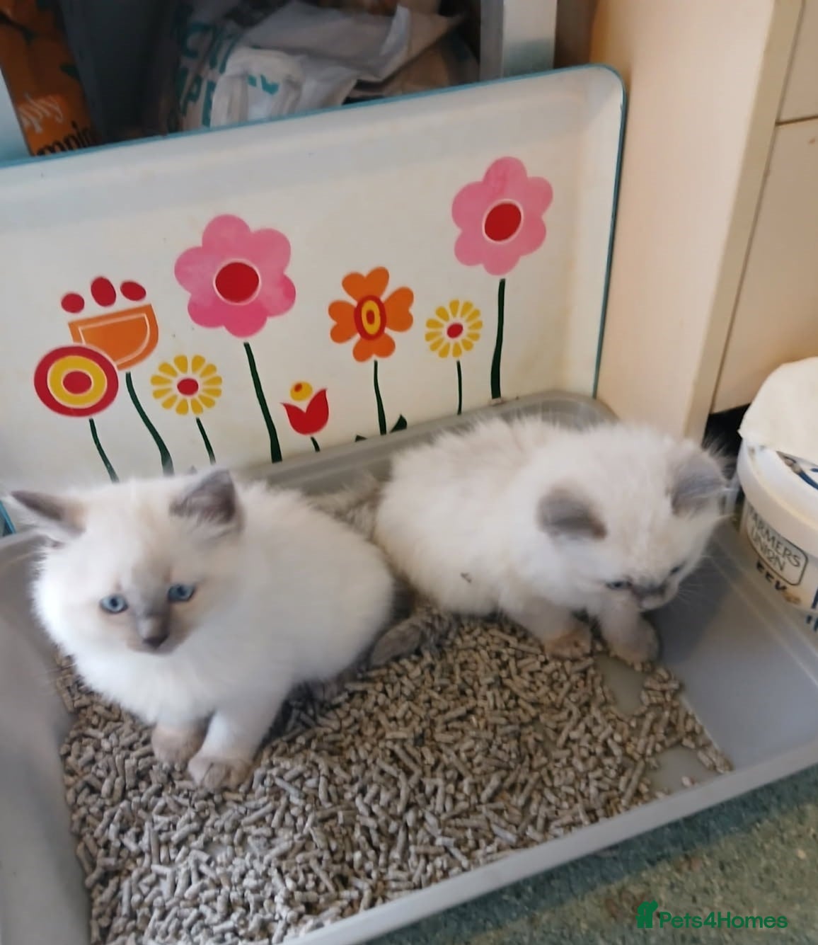 Ragdoll cats 🌟stunning Pure-Rag dolls for good homes - Advert 1