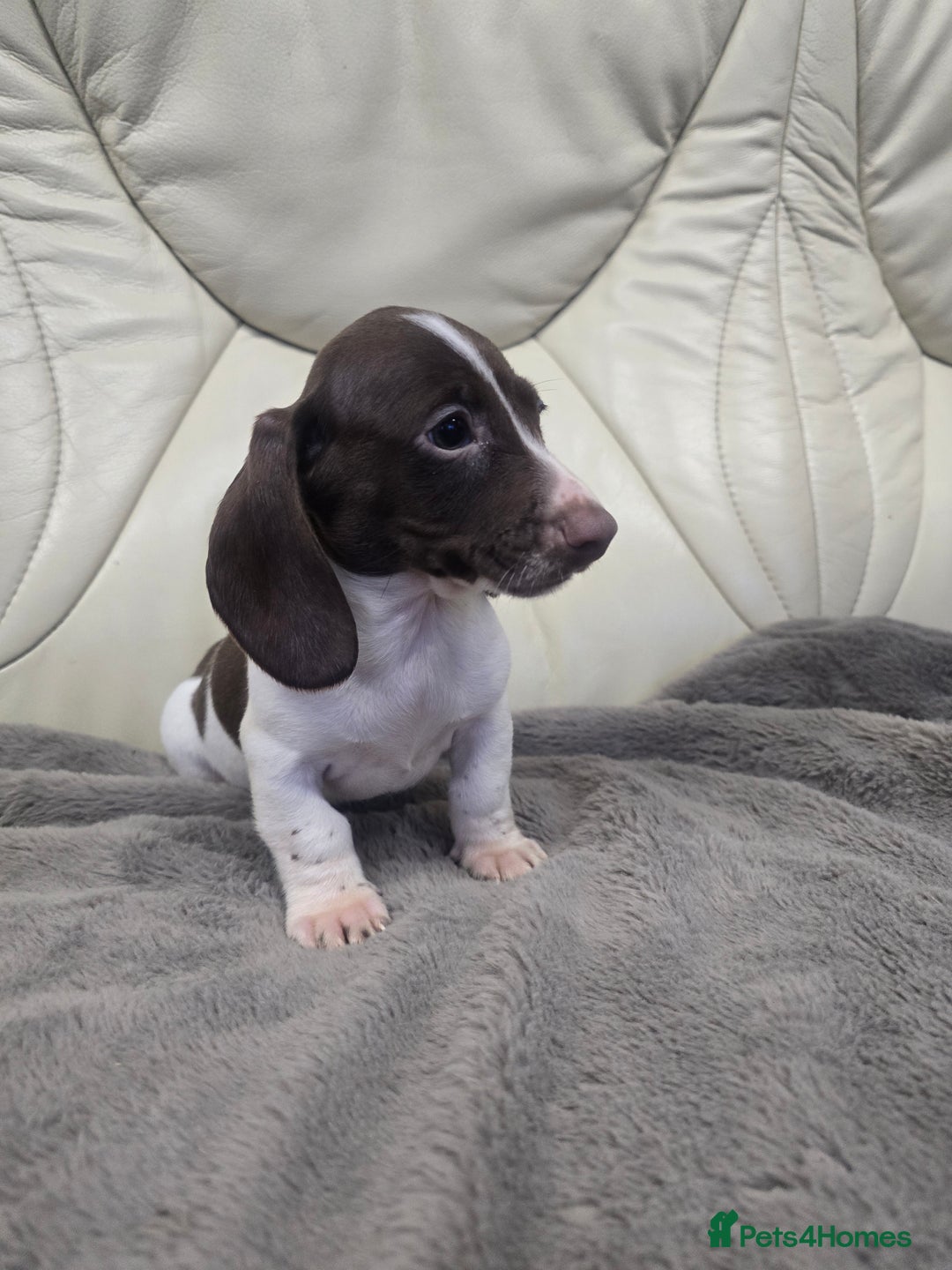 Miniature Dachshund dogs for sale: Miniature Dachshund Puppies - Advert 6