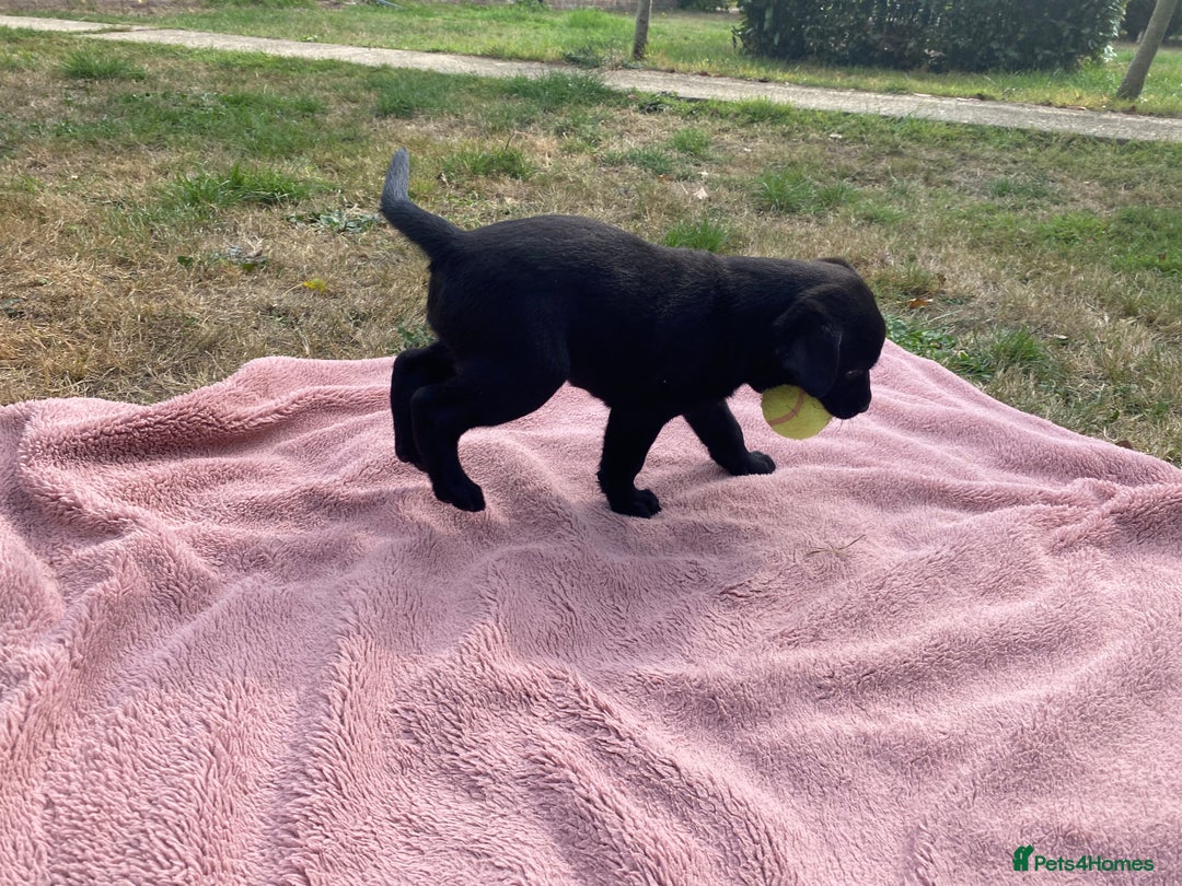 Labrador Retriever dogs for sale: Labrador (working) puppies - Image 6