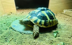 Hermann Tortoise reptiles for sale: Dwarf Herman Tortoise  - Image 1