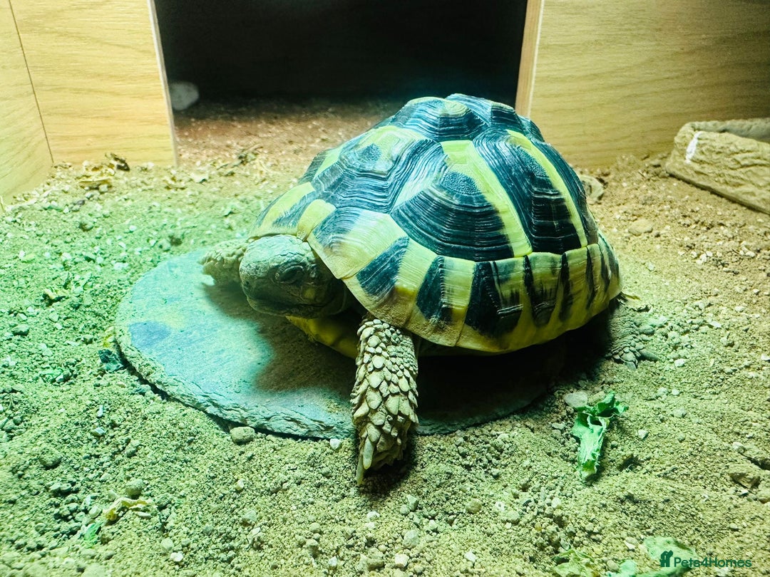 Hermann Tortoise reptiles for sale: Dwarf Herman Tortoise  - Image 1