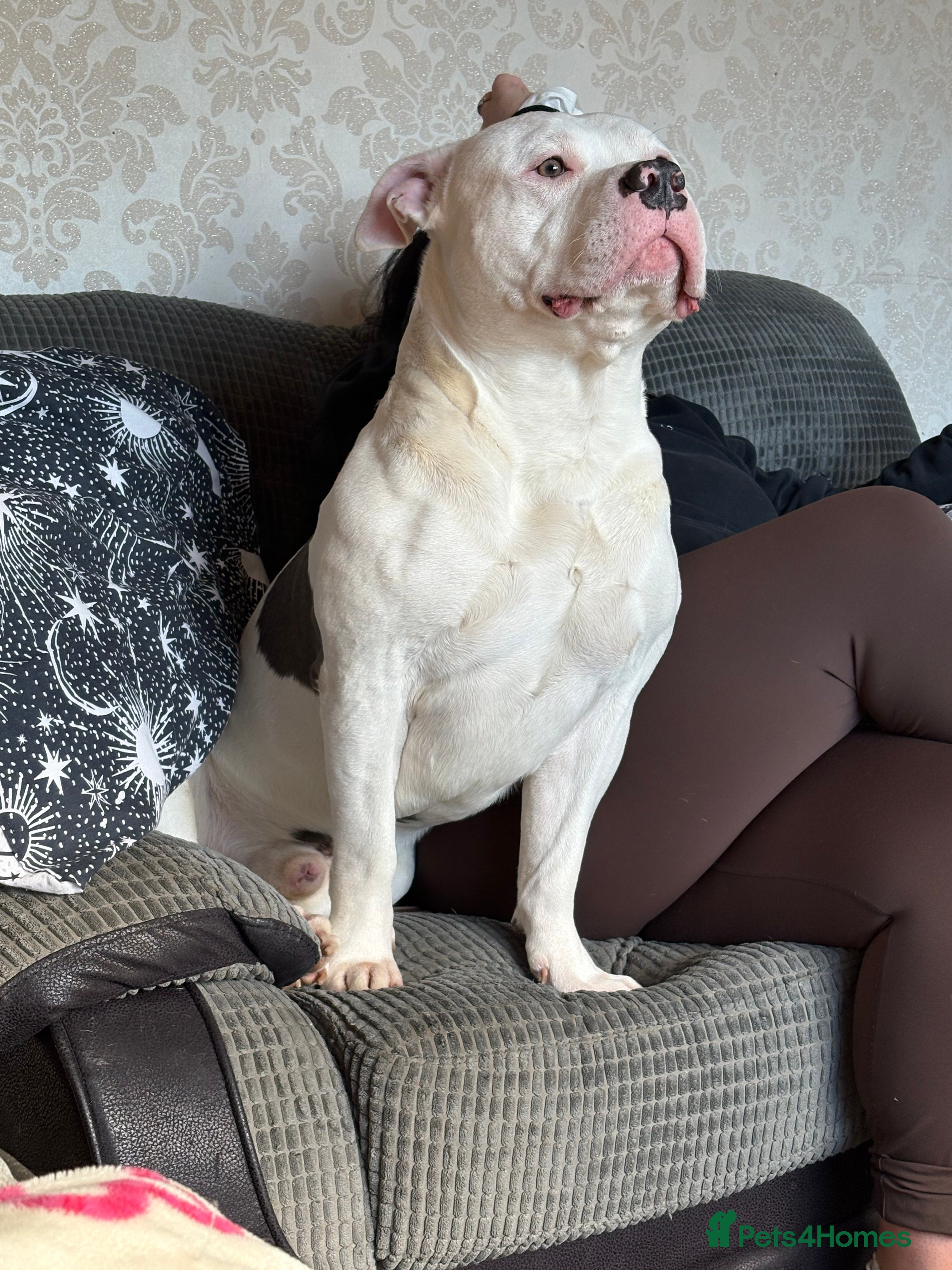 American Bully dogs American bully for stud. - Advert 1