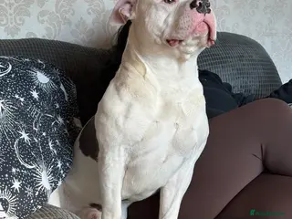 American Bully dogs American bully for stud. - Advert 1