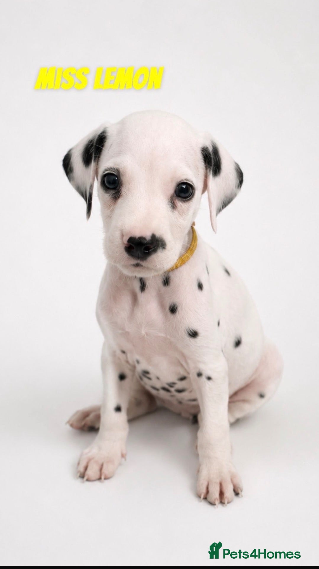 Dalmatian dogs Last Remaining Dalmatian puppy ready next week! - Advert 3