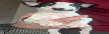 Bull Terrier 3