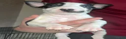 Bull Terrier dogs for sale: English bull terrier puppies  - Advert 8