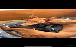 Mixed Breed dogs for sale: Pharaoh hound x whippet puppies  - Image 20