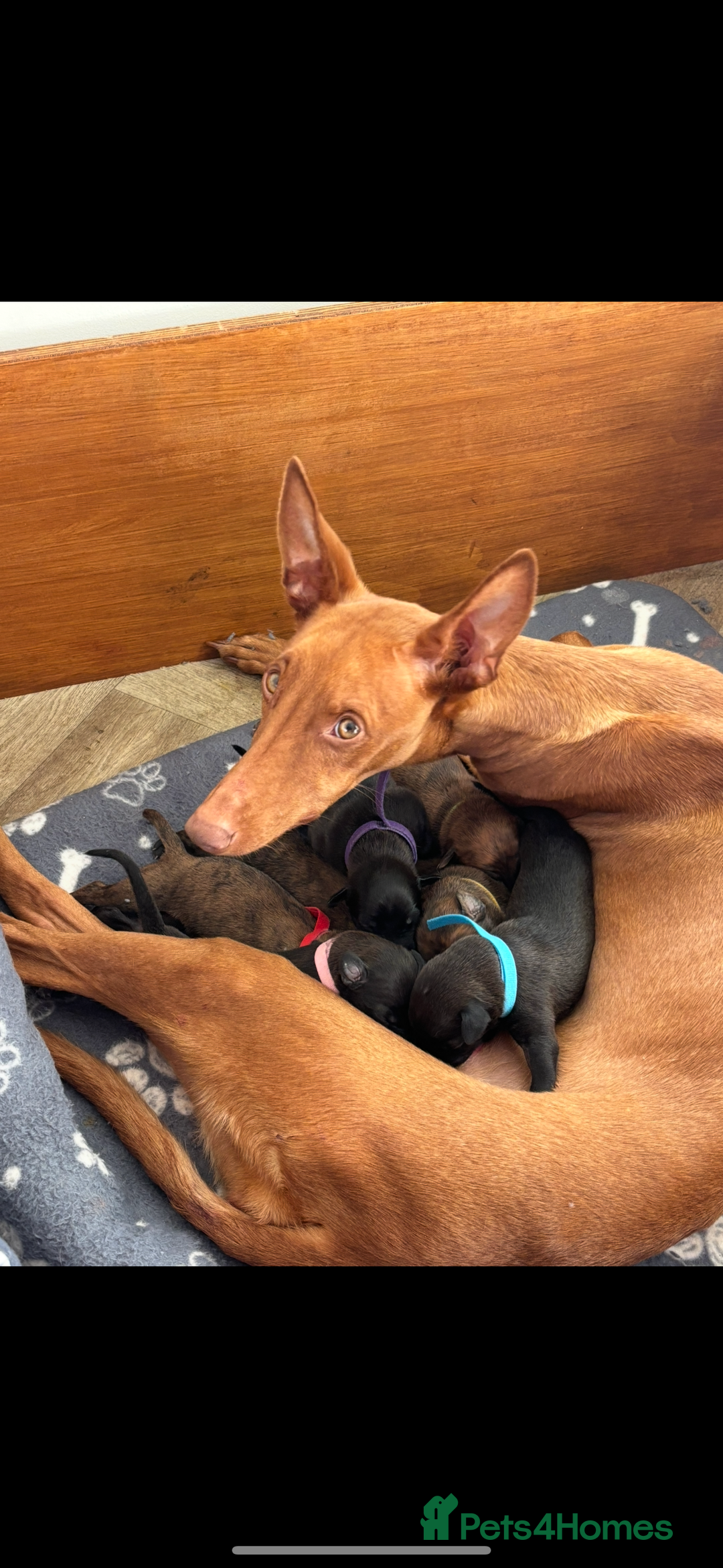 Mixed Breed dogs for sale: Pharaoh hound x whippet puppies  - Image 20