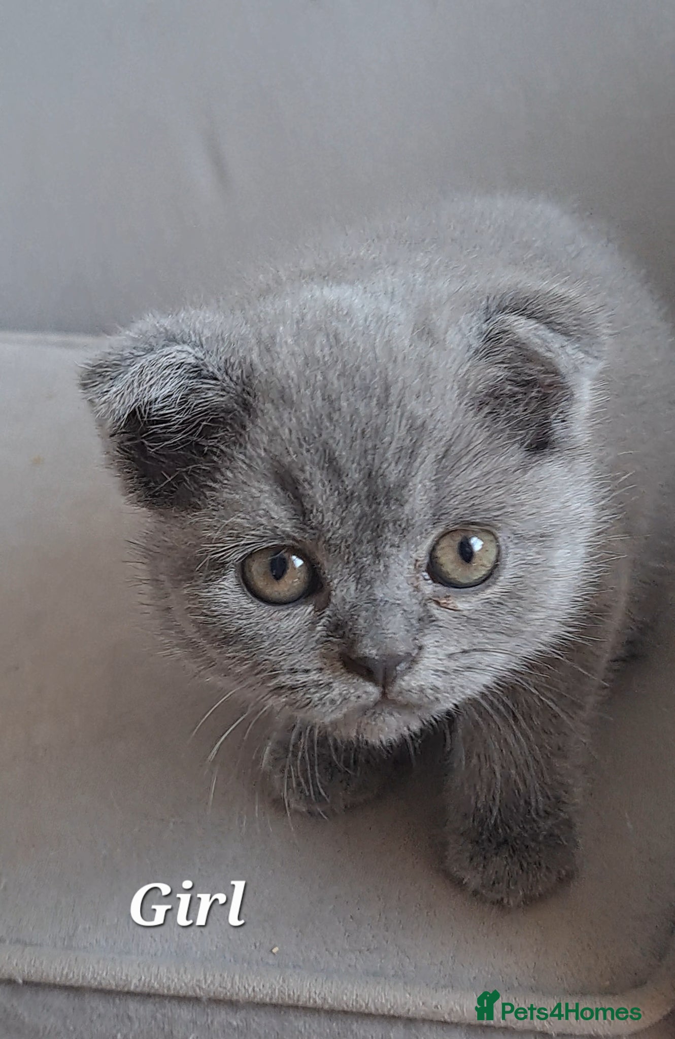 British Shorthair cats for sale: British Shorthair Blue CHAMPION BLOOD LINE - Advert 4