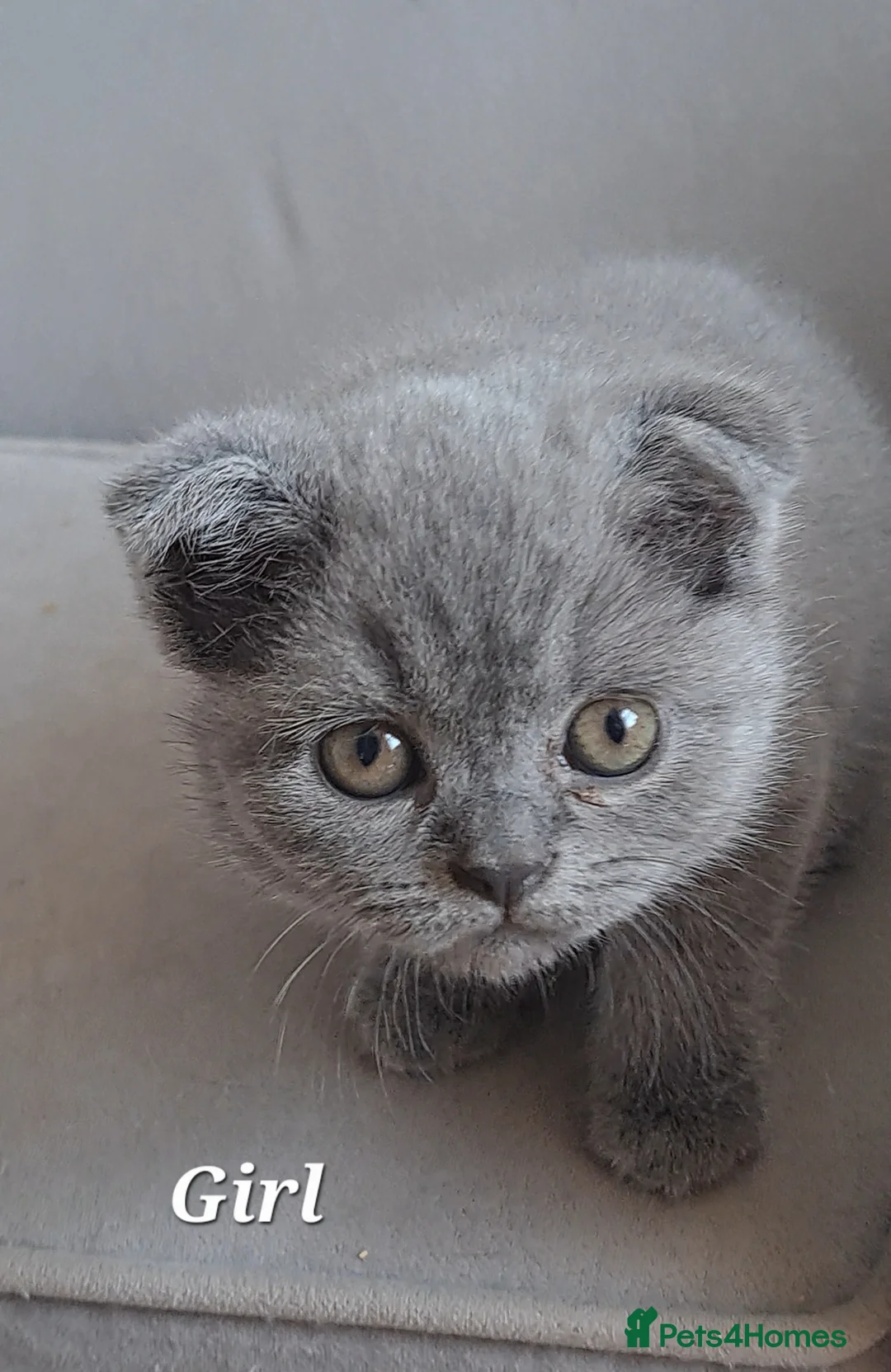 British Shorthair cats for sale: TWO British Shorthair KITTENS  - Advert 2