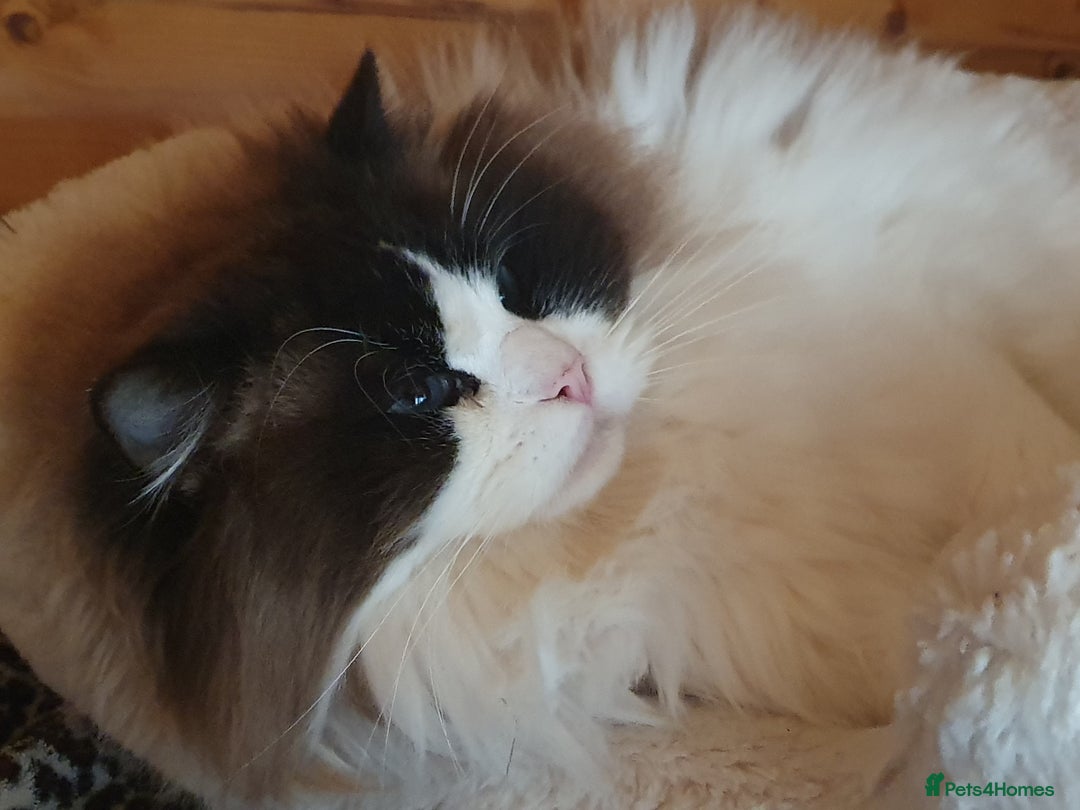 Ragdoll cats for sale: GCCF Reg. Ragdoll kittens Champion lines - Advert 12