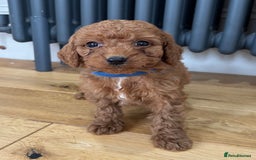 Labradoodle dogs for sale: ⭐️ Stunning F1b Labradoodle Puppies KC Parents ⭐️ - Image 4
