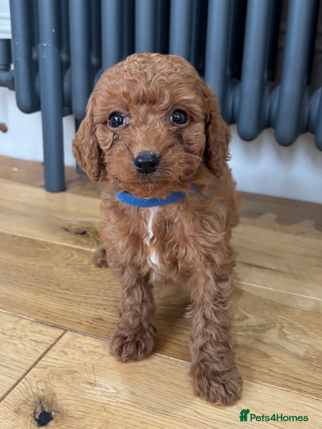 Labradoodle dogs for sale: ⭐️ Stunning F1b Labradoodle Puppies KC Parents ⭐️ - Image 4