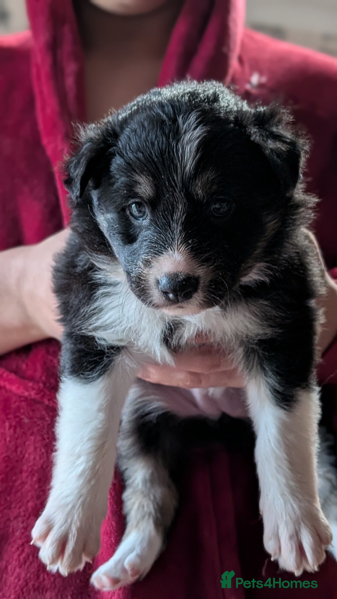 Mixed Breed dogs for sale: Shollie Pups Mid Feb! (German ShepxBorder Collie) - Advert 26