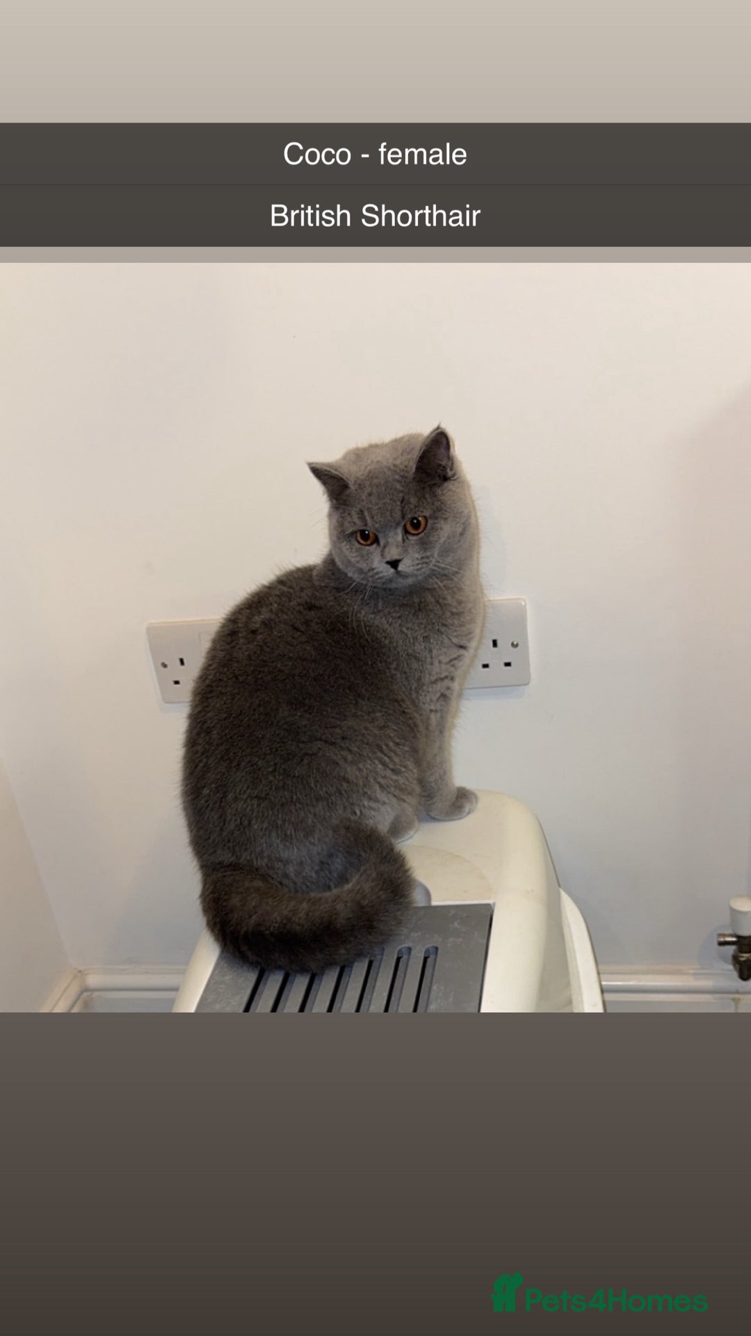 British Shorthair cats for sale: British short hair Cats - Advert 12