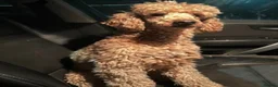 Cockapoo dogs for sale: Stunning cockapoos looking for forever homes - Advert 13