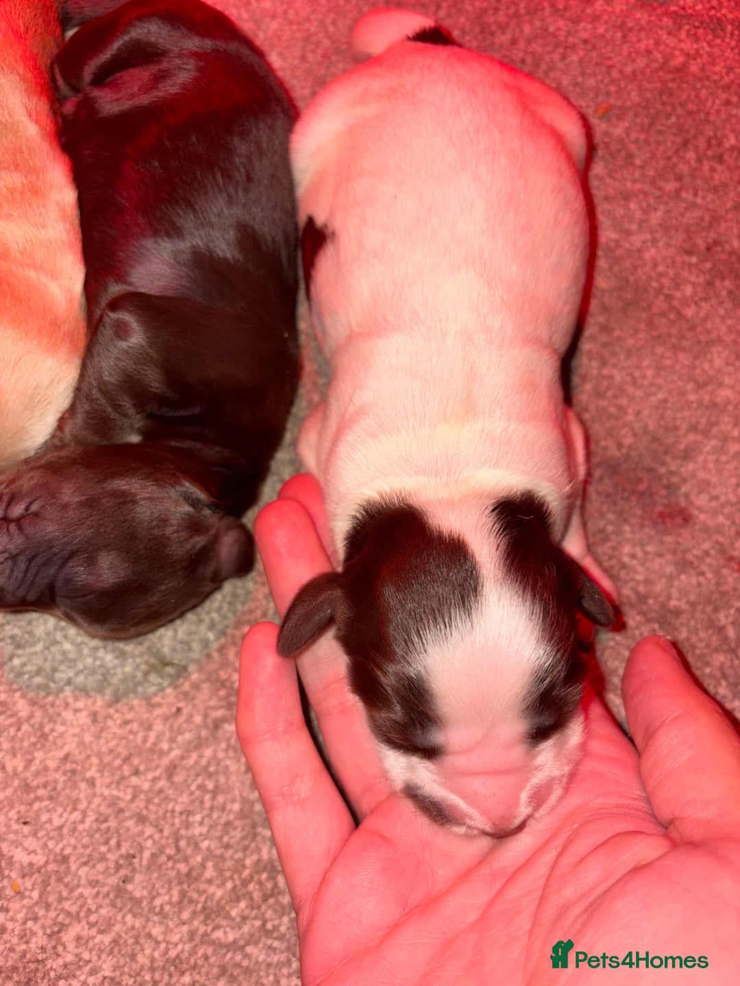 Cocker Spaniel dogs for sale: KC FTCH working cocker spaniel puppy’s  - Image 22