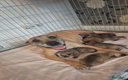 Mixed Breed dogs for sale: Bully cross pups - Image 1