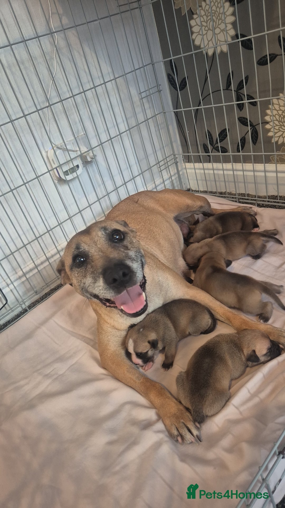 Mixed Breed dogs for sale: Bully cross pups - Image 1