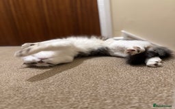 Mixed Breed cats for sale: Beautiful Male fluffy cat - Advert 5