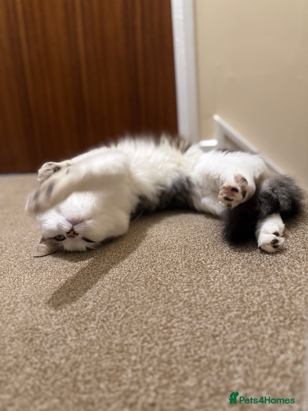 Mixed Breed cats for sale: Beautiful Male fluffy cat - Advert 5