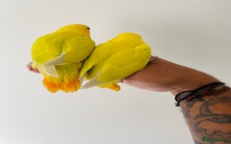 Lovebirds birds for sale: Hand reared lovebirds for sale  - Image 4