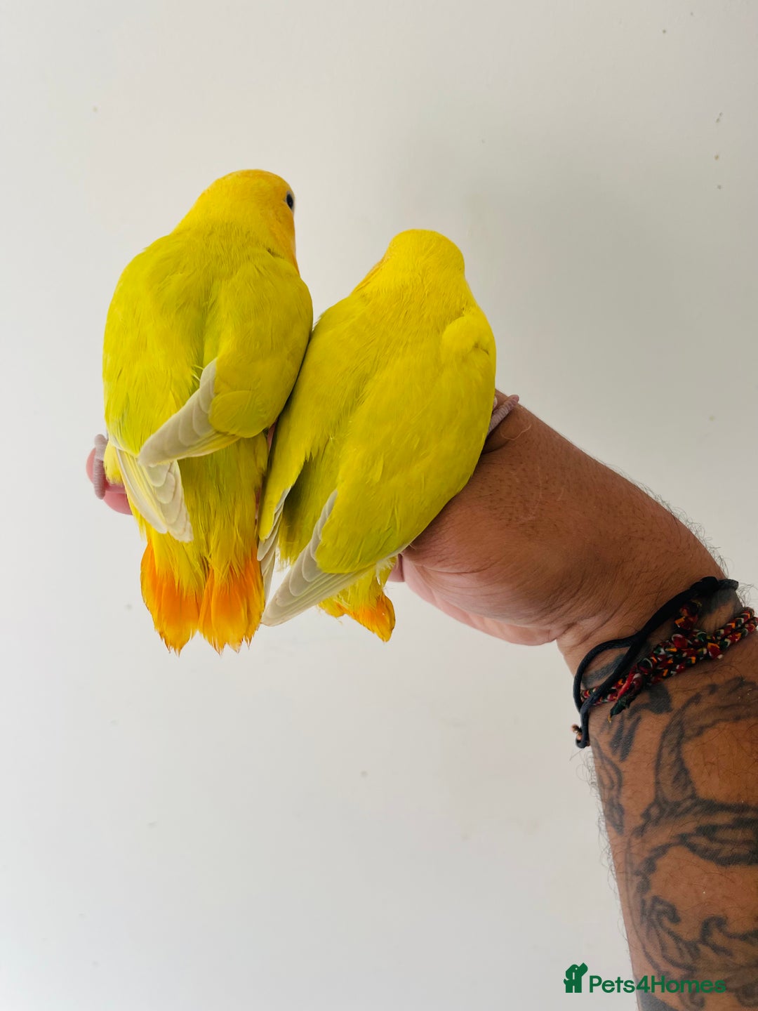 Lovebirds birds for sale: Hand reared lovebirds for sale  - Image 4