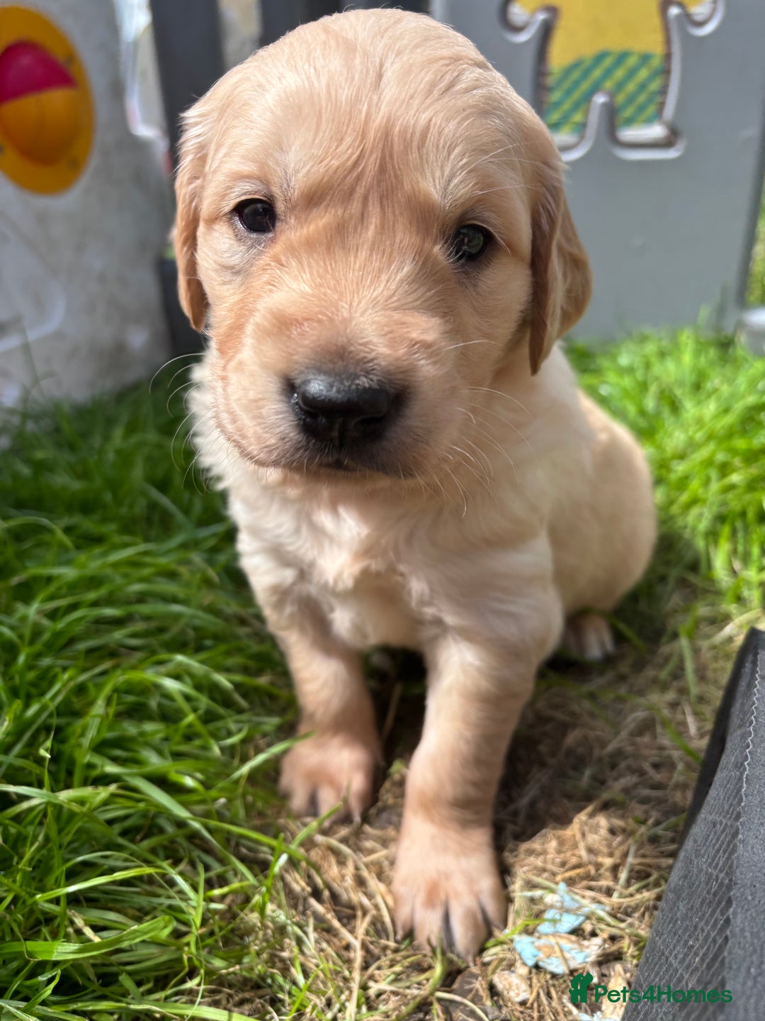 Golden Retriever dogs for sale: KC Registered Golden Retriever Puppies  - Image 10