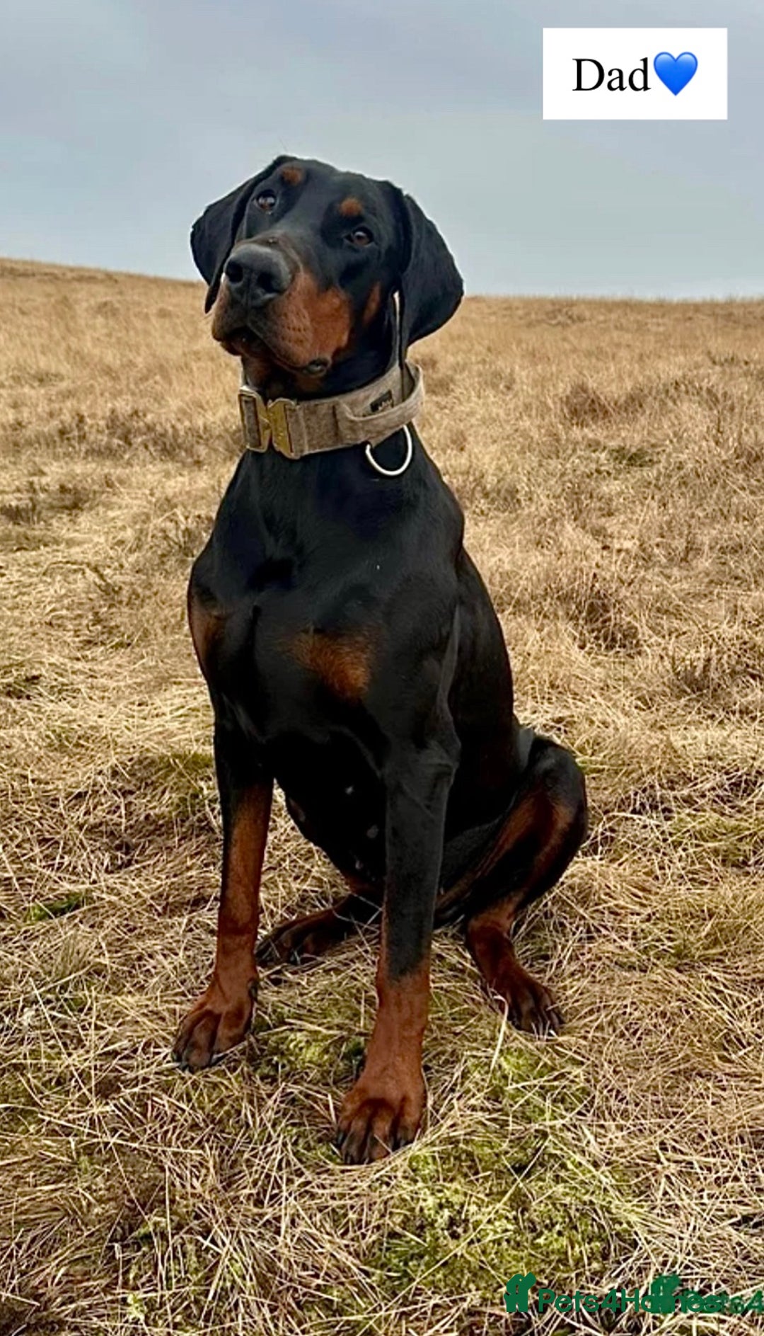 Dobermann dogs for sale: 🩶 Top quality KC registered Doberman puppies! 🩶 - Advert 12