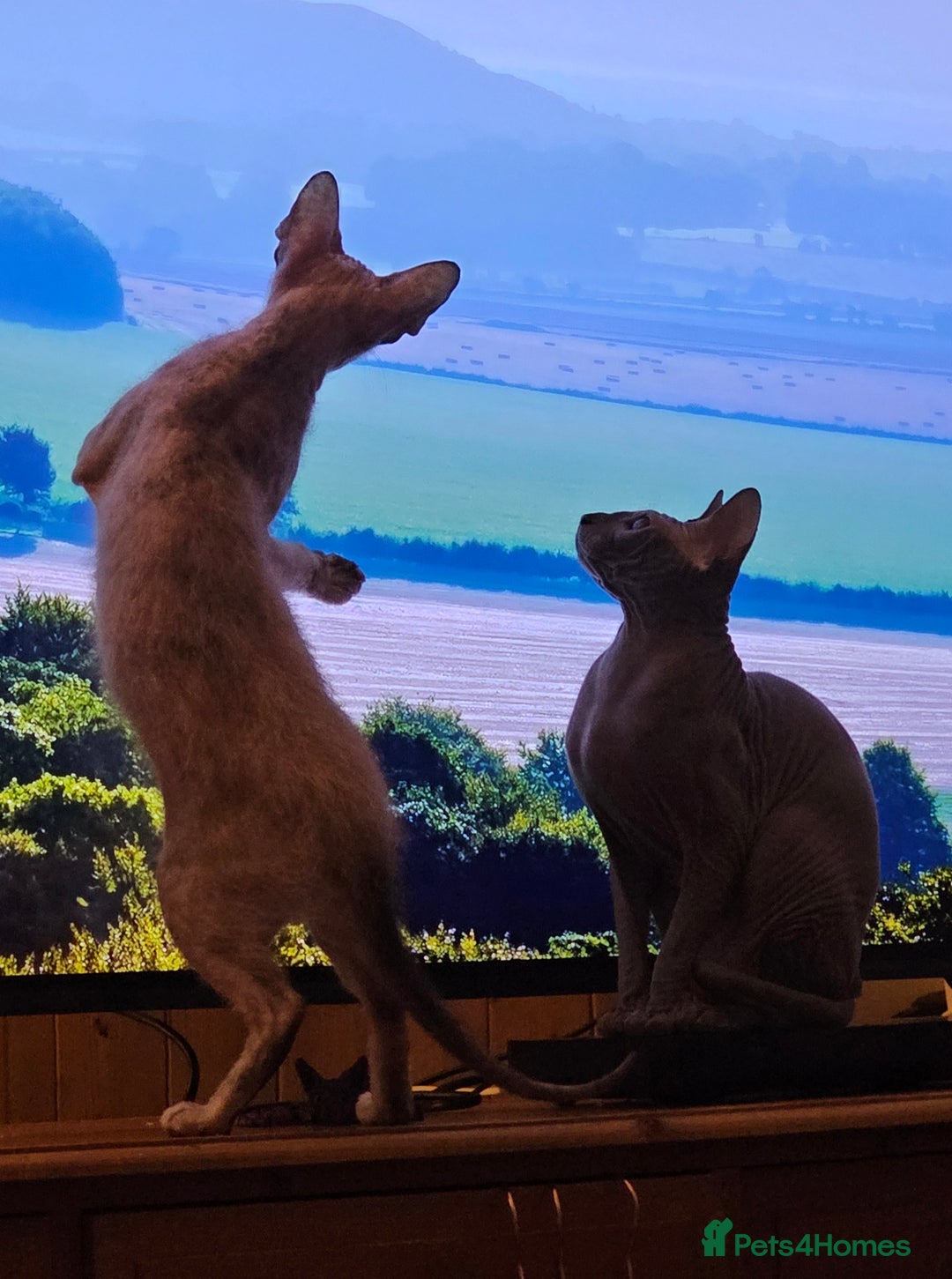 Sphynx cats for sale: Sphynx x Siamese kittens - Advert 11