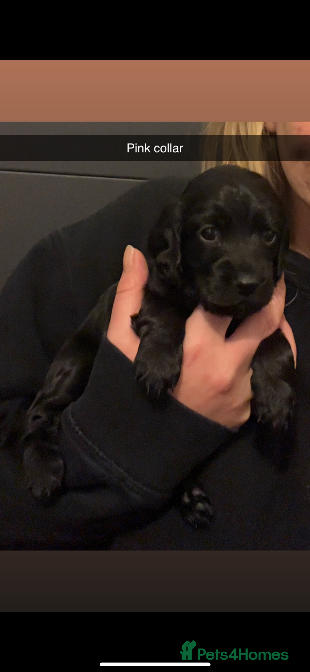 Cockapoo dogs for sale: F1b cockapoo puppies  - Advert 2