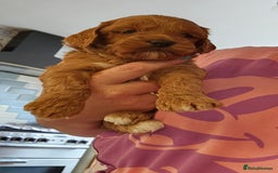Cockapoo dogs for sale: Beautiful PRA F1B puppies - Image 31