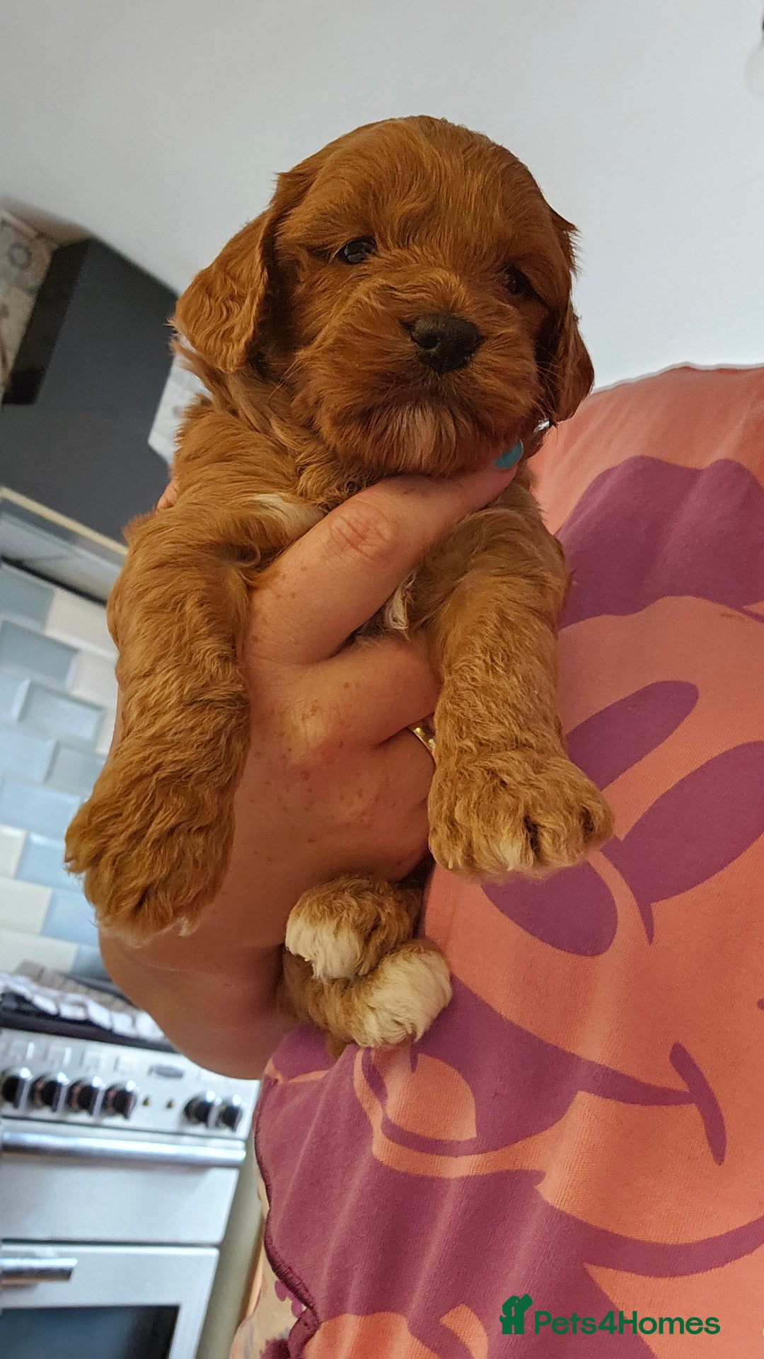 Cockapoo dogs for sale: Beautiful PRA F1B puppies - Image 31