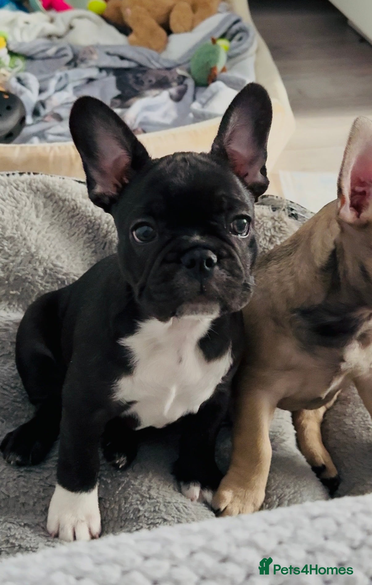 French Bulldog dogs  Only one black and white Frenchie girl left 🐶🖤 - Advert 15