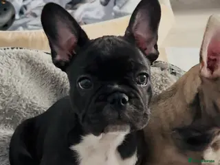 French Bulldog dogs Only one black and white Frenchie girl left 🐶🖤 - Advert 15