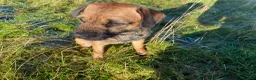 Border Terrier dogs for sale: Border terrier puppies in Lanark - Advert 11