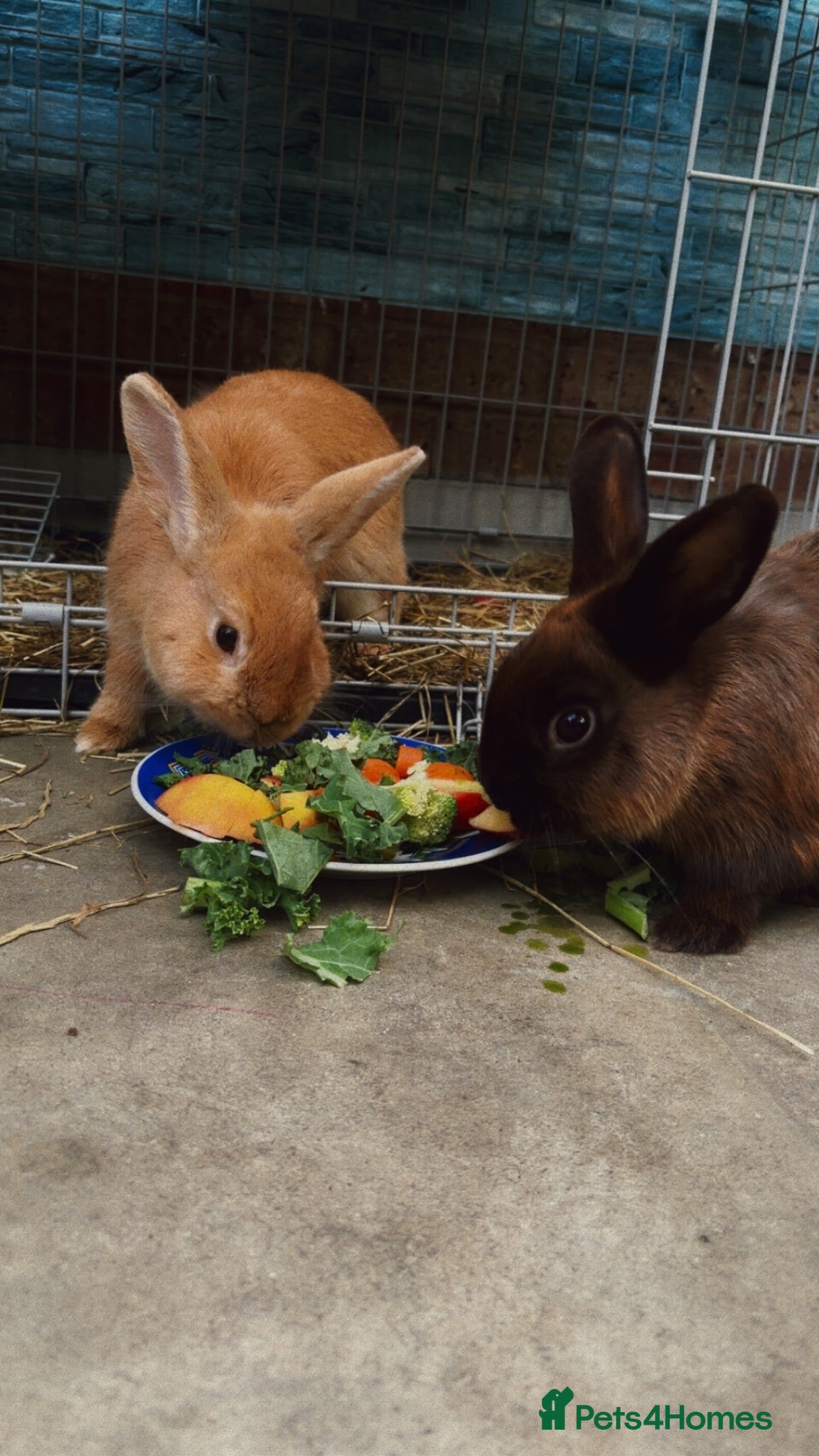 Lionhead rabbits 3 beautiful rabbits  - Advert 1