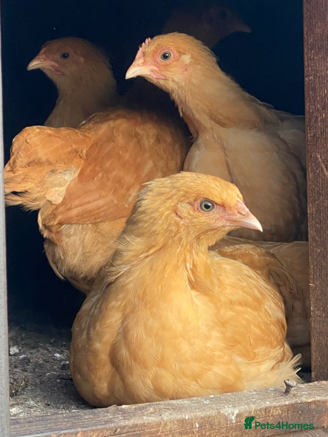 Mixed Breed birds for sale: Point of lay Hens & Pullets – VARIOUS BREEDS 🦚  - Image 5