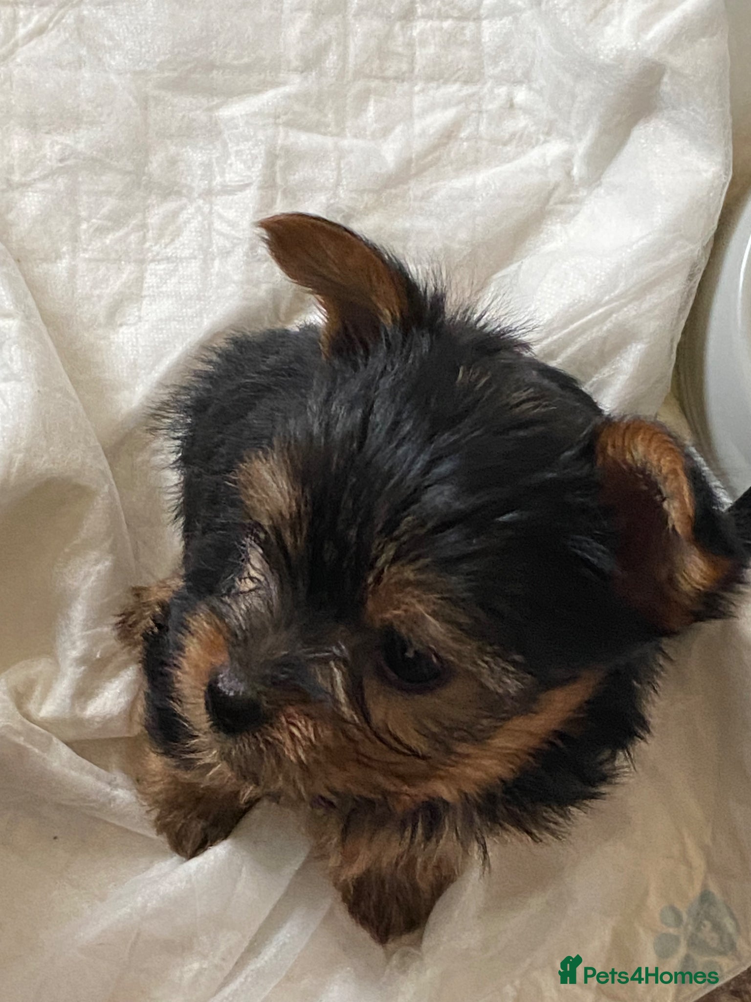Yorkshire Terrier dogs Yorkshire Terrier Puppies  - Advert 1