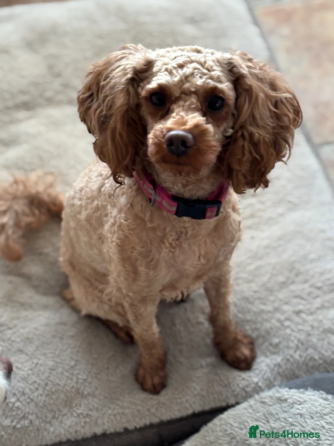 Toy Poodle dogs for sale: Toy poodle girl  - Advert 3