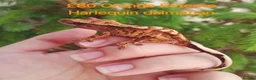 Gecko reptiles for sale: Various Crested Geckos for sale  - Advert 7