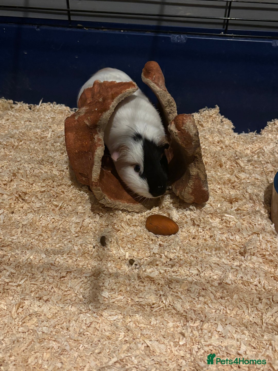 Guinea Pig rodents for sale: Free to good home  - Advert 2