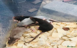 Rat rodents for sale: Rats for sale various colours and sexes  - Image 3