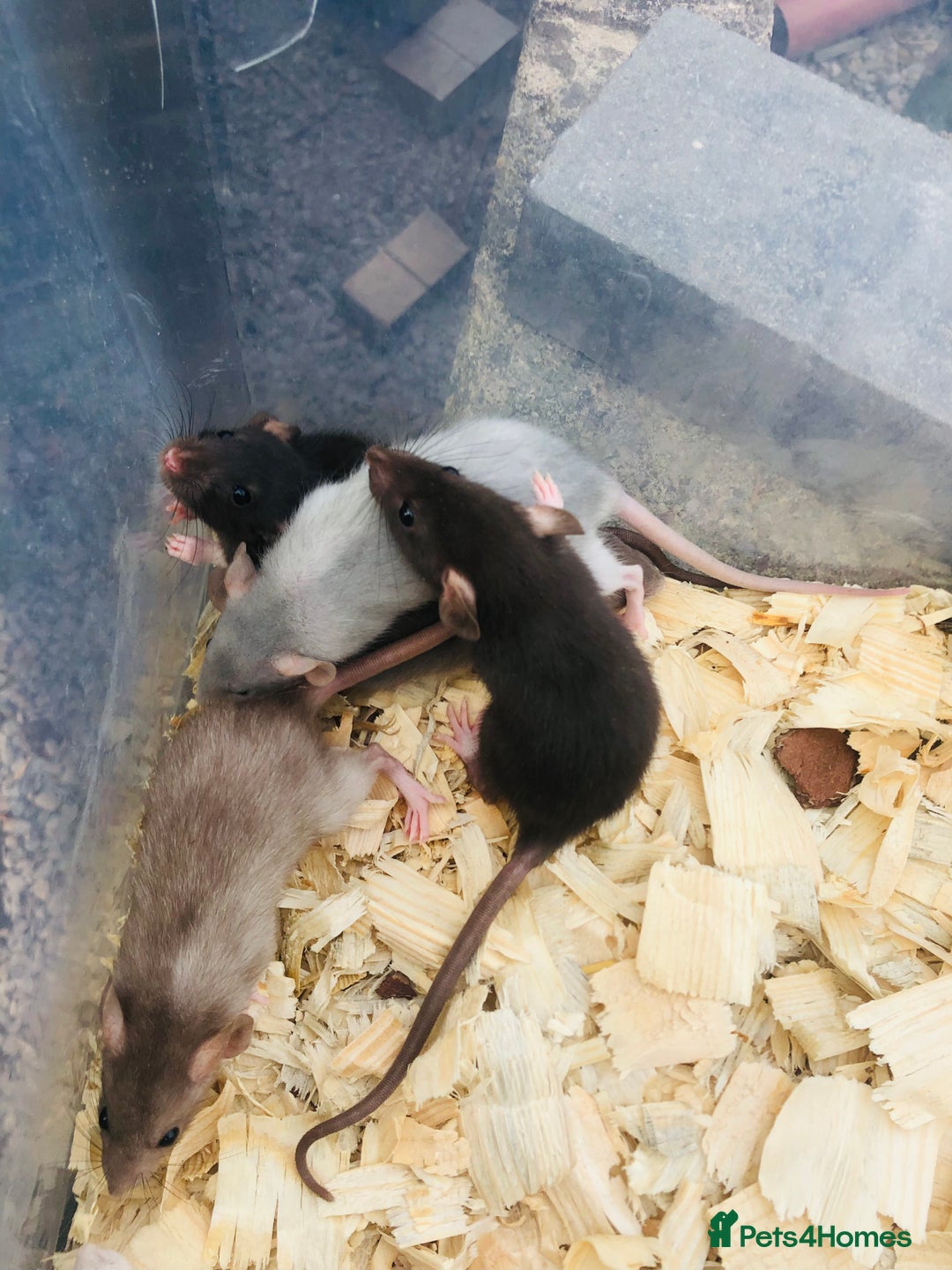Rat rodents for sale: Rats for sale various colours and sexes  - Image 3