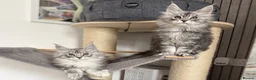 Maine Coon cats for sale: 🐾Three Beautiful Pedigree Maine Coon Boys🐾 - Advert 5