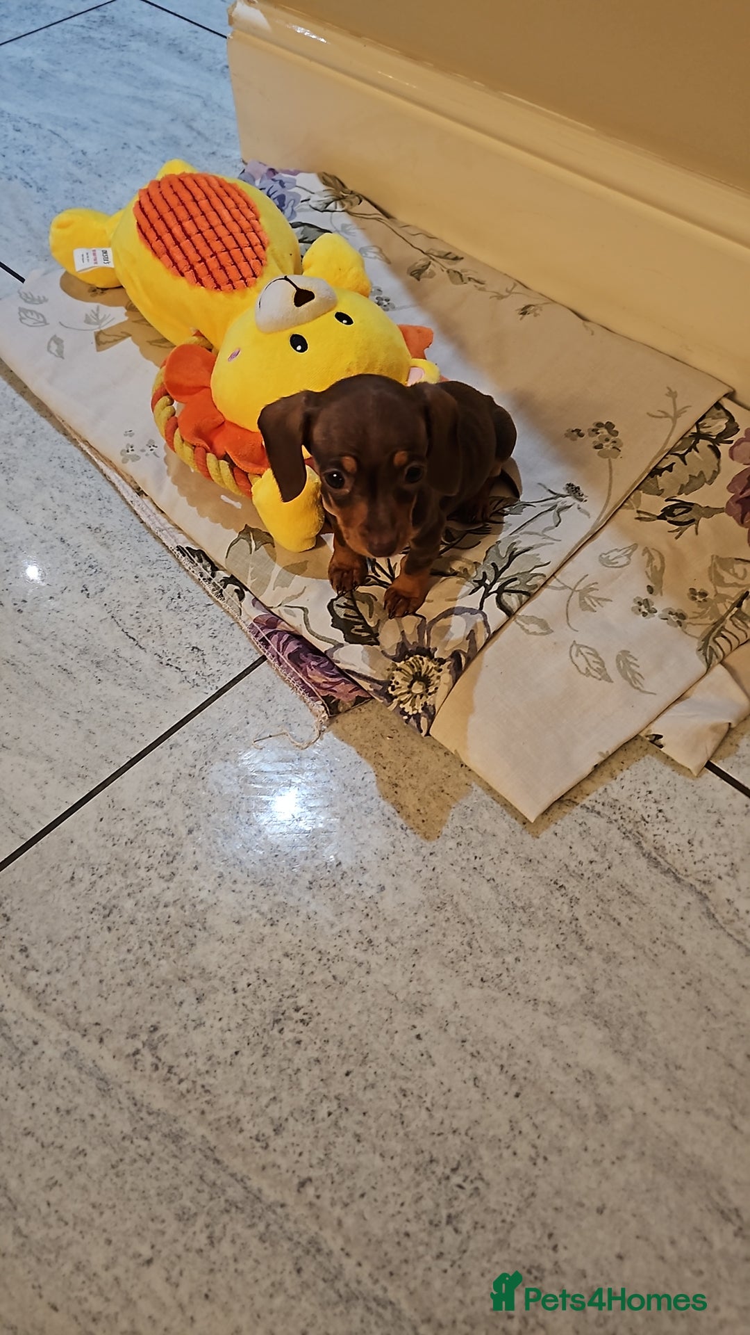 Dachshund dogs for sale: Miniature Dachshund Puppies. - Advert 16