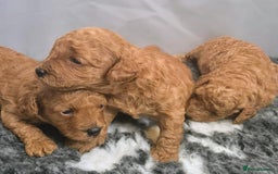 Toy Poodle dogs for sale: Exceptional Toy Poodles Health Tested&FamilyRaised - Image 1